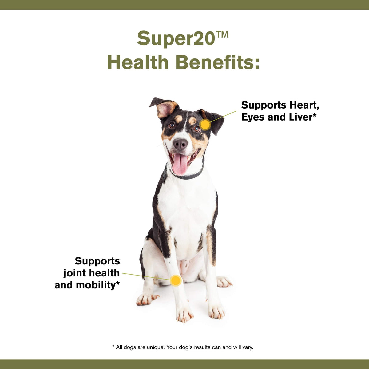 Multi-Benefit Supplement for Dogs B545980
