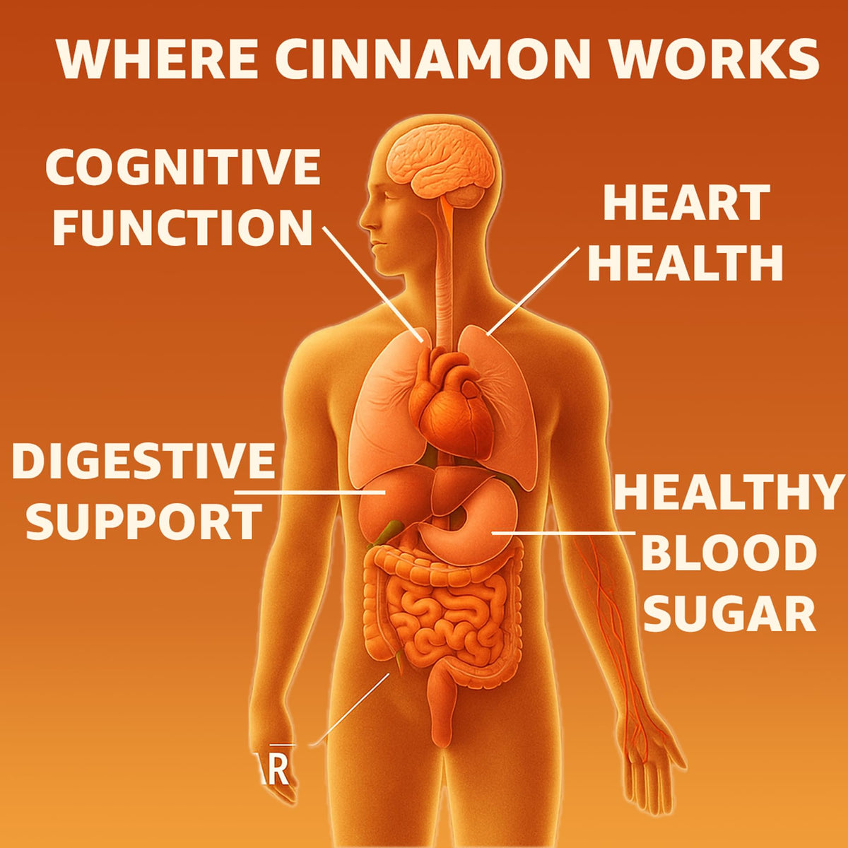 Cinnamon Supplement 1000mg 400 Vegetarian Capsules H98085